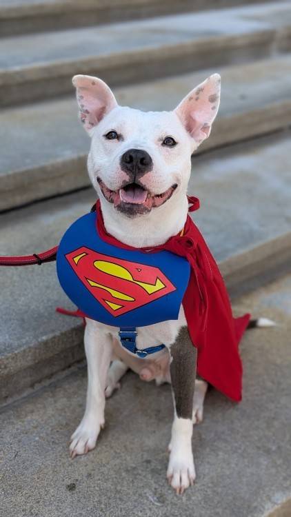 Domino, last August at City Dogs Cleveland, hoping to become someone's Super Dog.